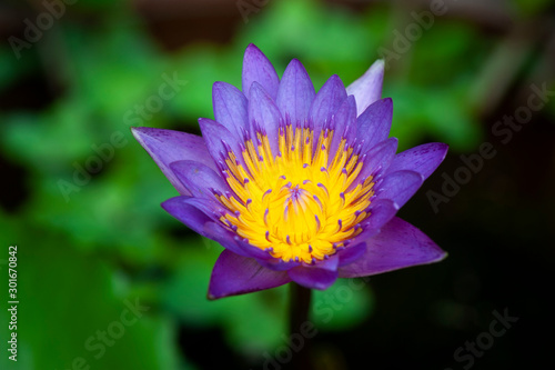 The beautiful waterlily or lotus flower is complimented by the rich colors of the green leave background. Saturated colors and vibrant detail make this an almost surreal image and interesting.