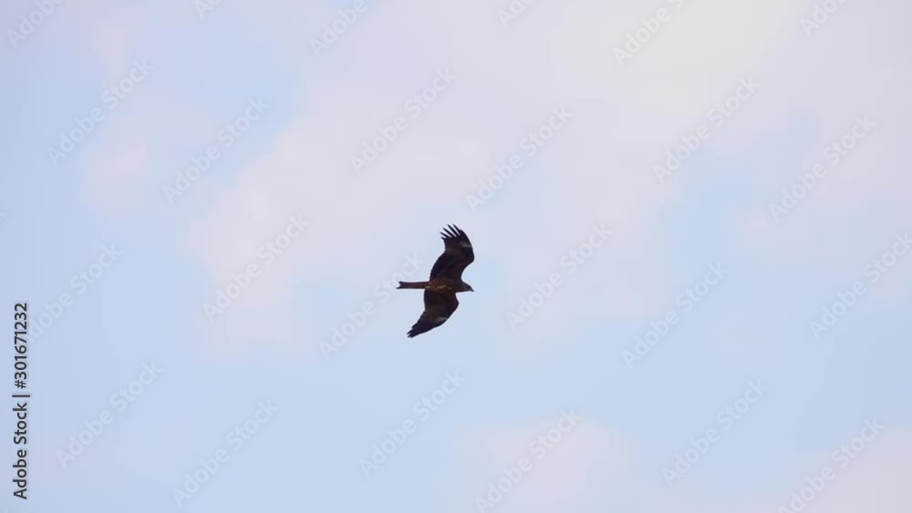 Black Kite Bird (Milvus migrans) Flying in Clear Blue Sky Black Kite Bird (Milvus migrans) Flying in Clear Blue Sky