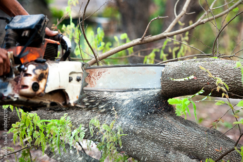 Принти на полотні Lumberjack logger worker is cutting trees using a chainsaw, Woodcutter saws tree with chainsaw on sawmill, Close-up of sawing chain saw in motion, sawdust fly to sides