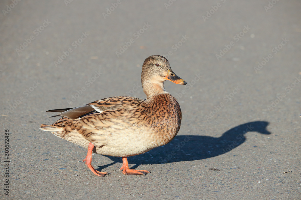A well-fed female mallard duck stepped on the sidewalk and eats A well-fed female mallard duck stepped on the sidewalk and eats