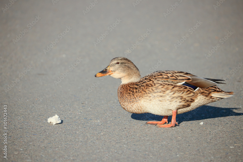 A well-fed female mallard duck stepped on the sidewalk and eats A well-fed female mallard duck stepped on the sidewalk and eats