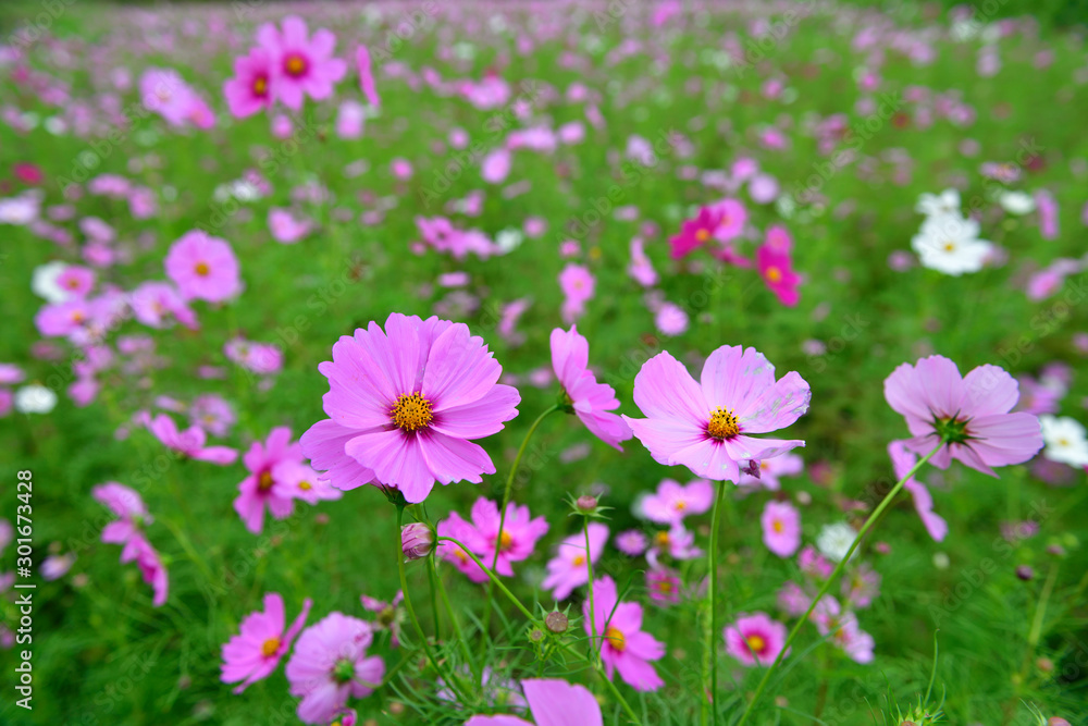 秋桜 コスモス 秋桜 コスモス