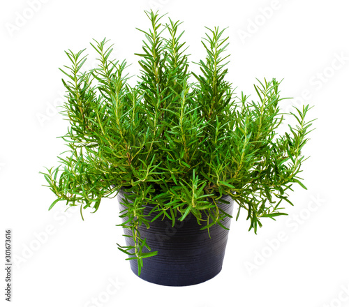 Close up fresh organic Rosemary herb in black pot isolated on white background. Natural herbal medical aromatic plant concept. Clipping path.