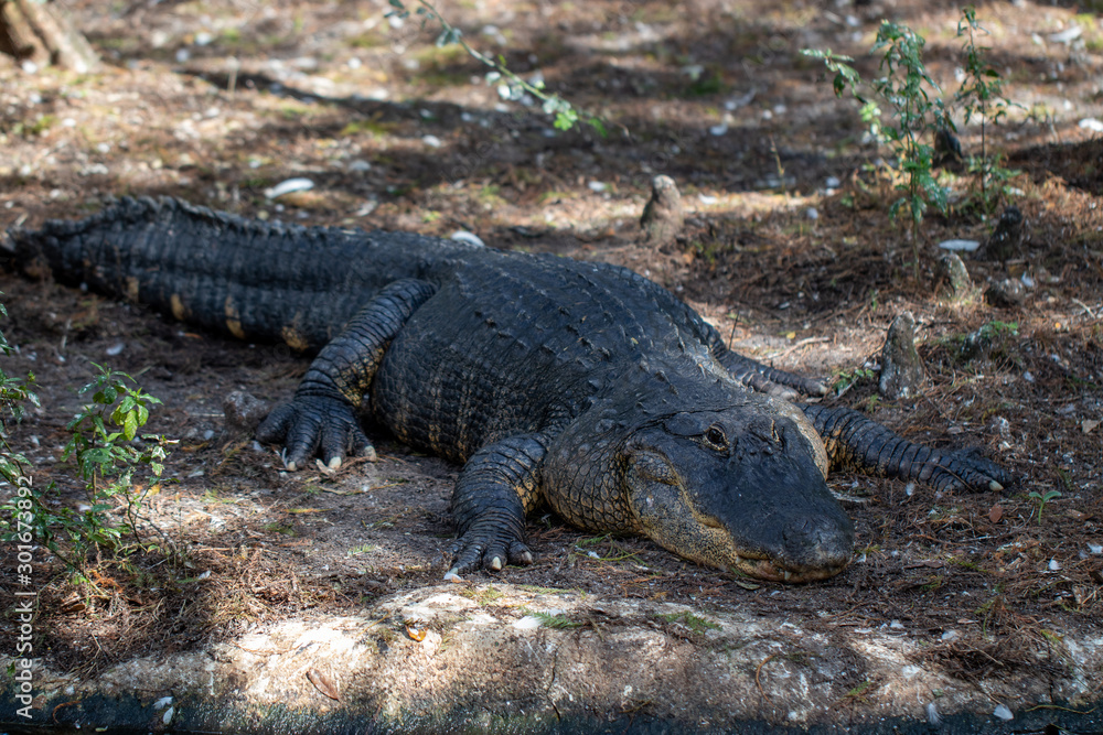 crocodile crocodile