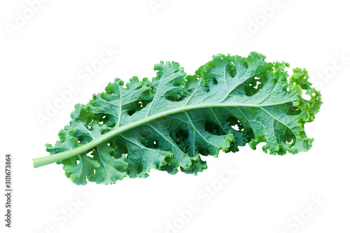Isolated  Branches  of leafy Curly Kales raw  freshness green  Salad lettuce vegetables  antioxidants  high vitamin fiber food and nutrition  on white background  texture (close up soft focus )