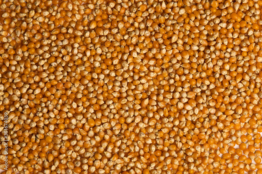 Close-up of uncooked yellow corn grains. healthy food concept. Dry corn pattern Close-up of uncooked yellow corn grains. healthy food concept. Dry corn pattern