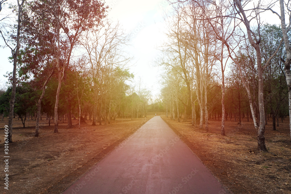 road with dry trees along the way road with dry trees along the way