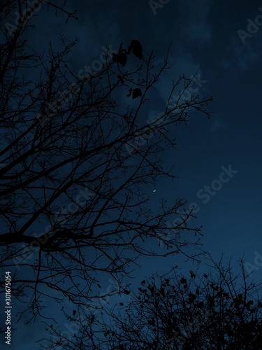 silhouette of a tree