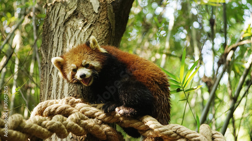 Red panda in the Chengdu Research Base of Giant Panda Breeding