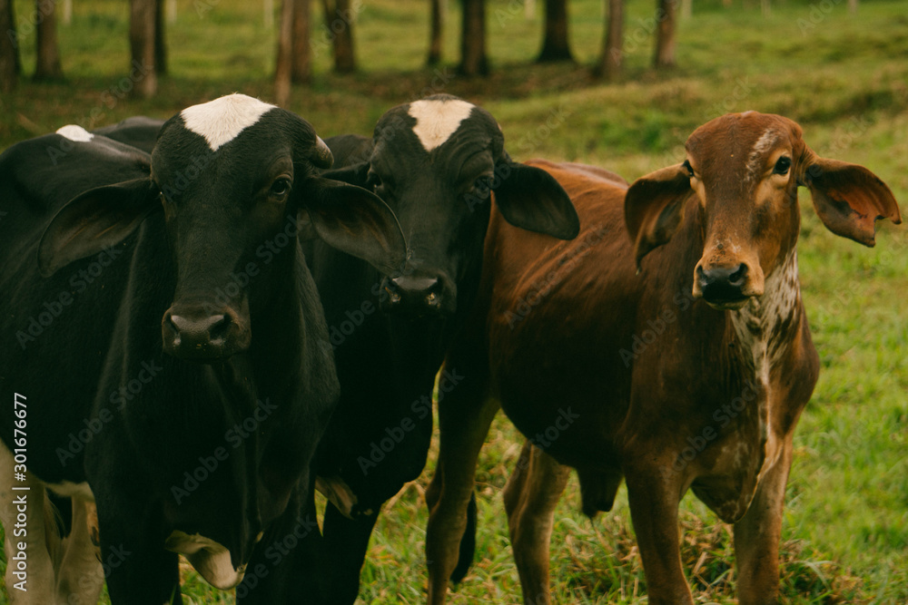 cows in a field