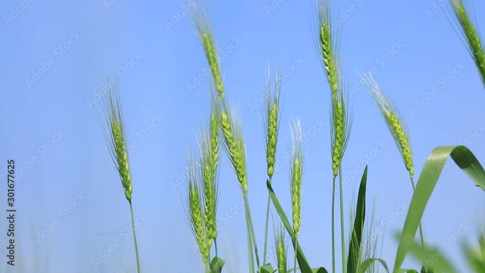 green wheat field , india green wheat field , india