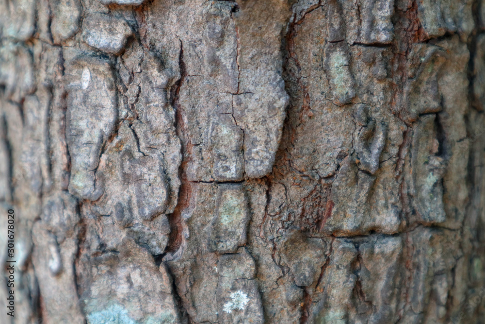 Texture wood or timber skin for background Texture wood or timber skin for background