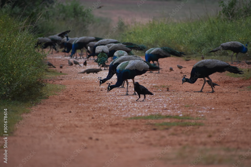 Fototapeta premium birds in the field.
