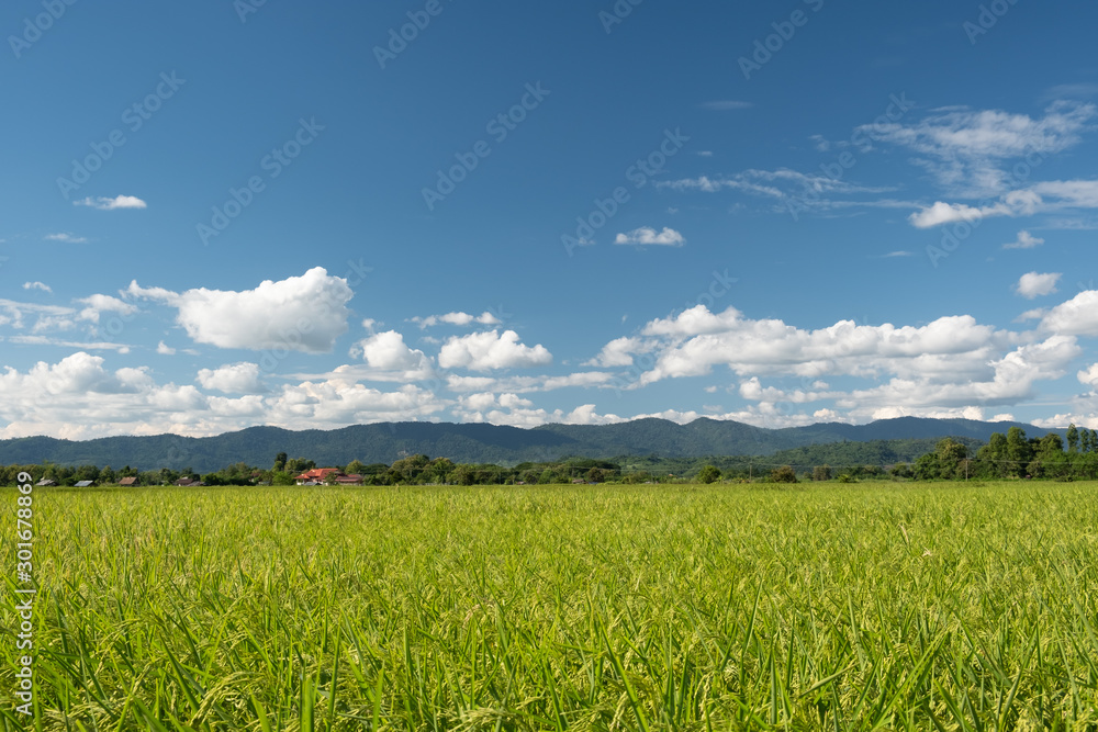 Countryside and rice fields on the indigo blue day.White clouds floating over the mountains