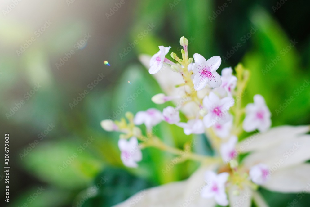 Selective soft focus of beautiful fresh pink and white flowers in the garden with natural green background and sunlight. copy space. Selective soft focus of beautiful fresh pink and white flowers in the garden with natural green background and sunlight. copy space.
