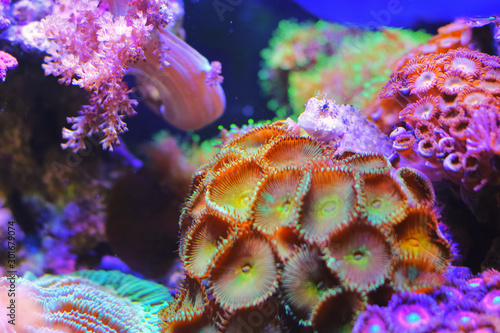 Cute small fish on beautiful coral reef underwater ocean sea .