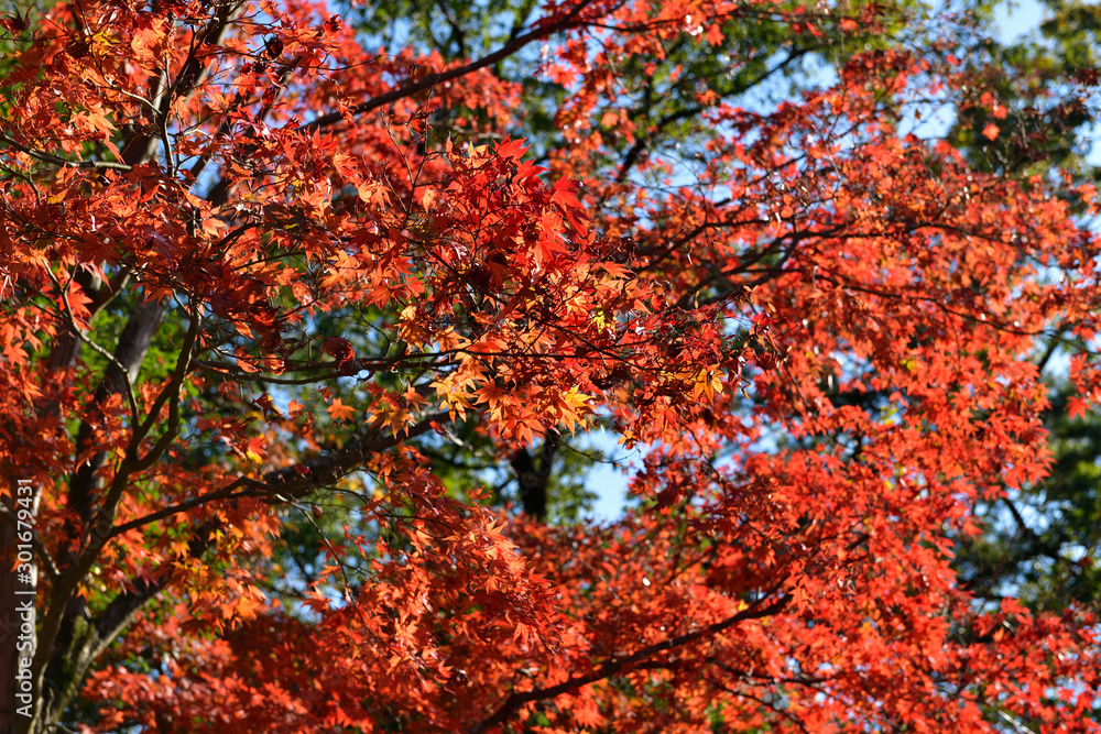 紅葉 紅葉