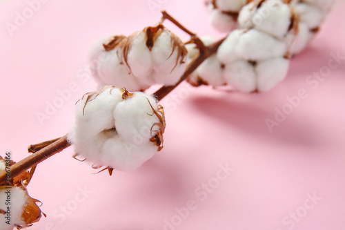 Beautiful cotton branch on color background, closeup