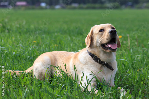 Labrador Retriever lying on the grass