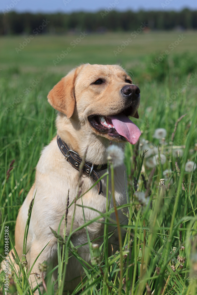 Beautiful Labrador Retriever sitting on the grass Beautiful Labrador Retriever sitting on the grass