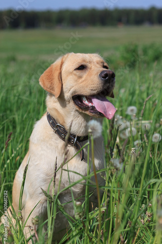 Beautiful Labrador Retriever sitting on the grass © Maria