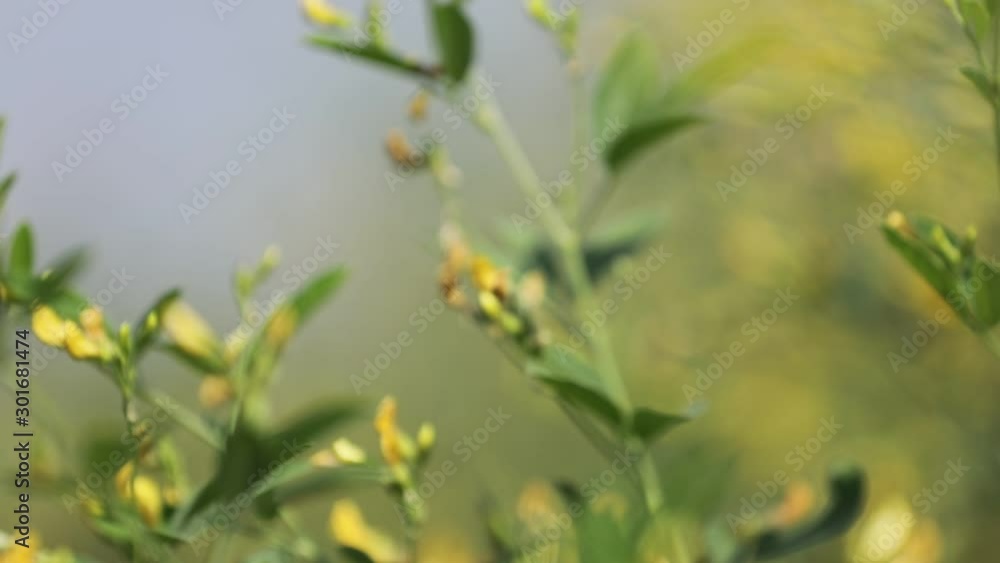 Pigeon pea crop field Pigeon pea crop field
