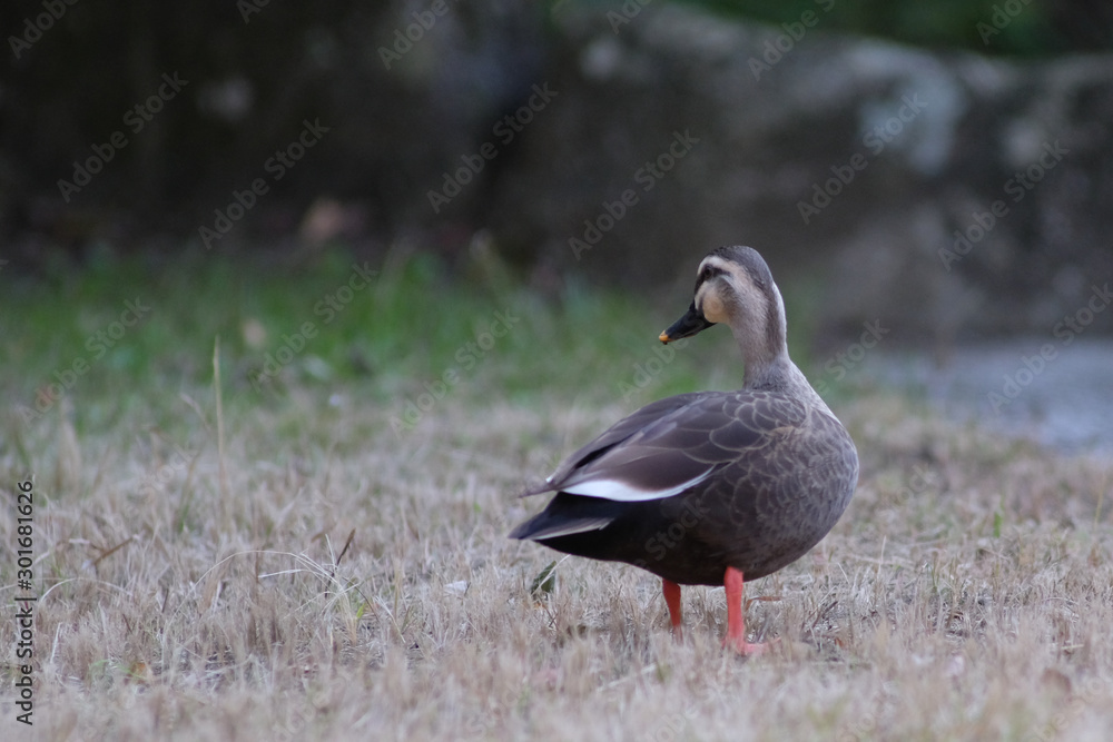 duck on grass duck on grass