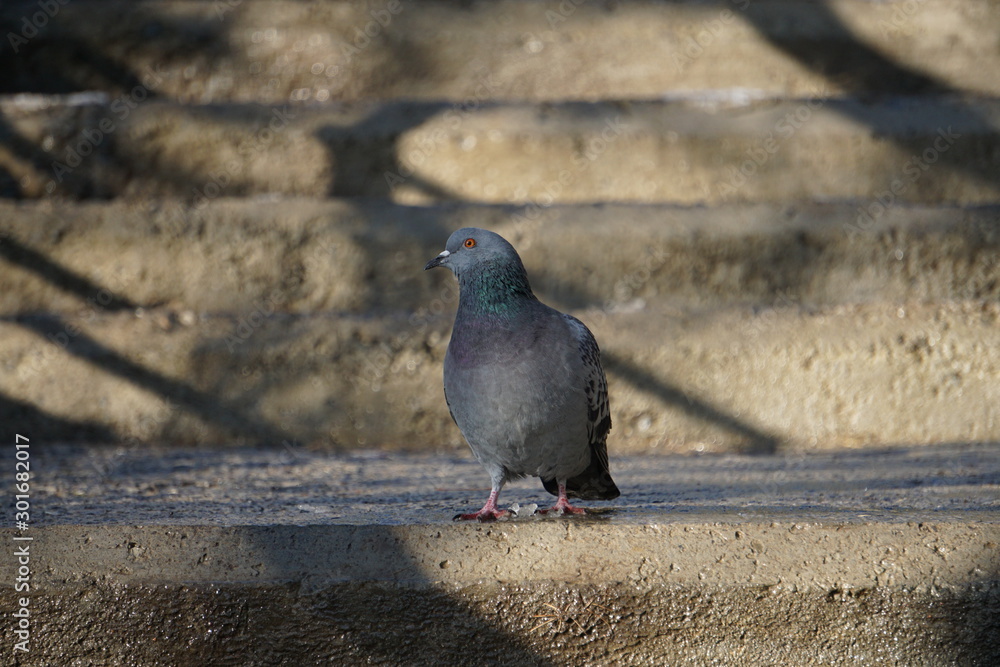 Fototapeta premium Dove in the park on a winter day