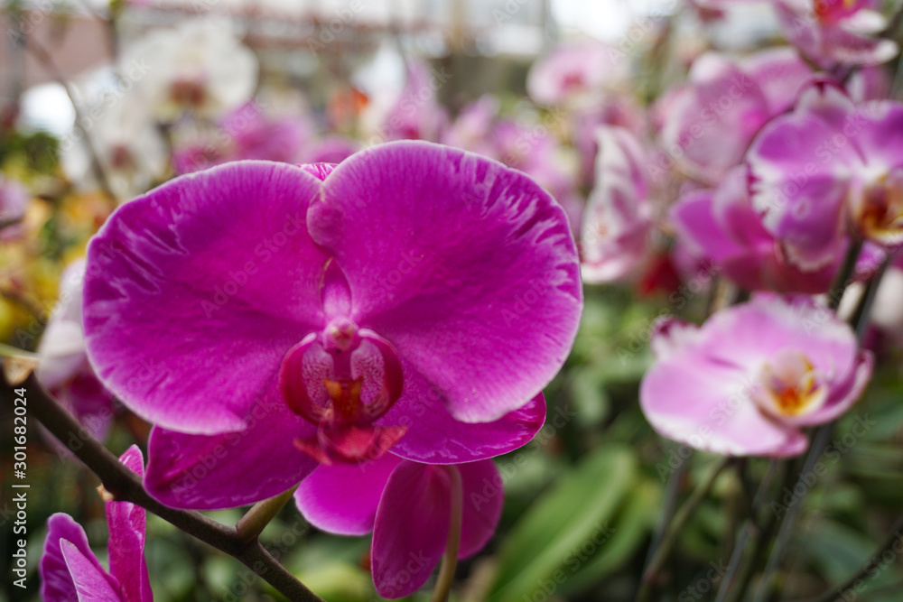 Obraz premium Purple flower phalaenopsis orchid . commonly known as the moon orchid or moth orchid butterfly orchids. pink Phalaenopsis or Moth dendrobium Orchid flower.Phalaenopsis amabilis.