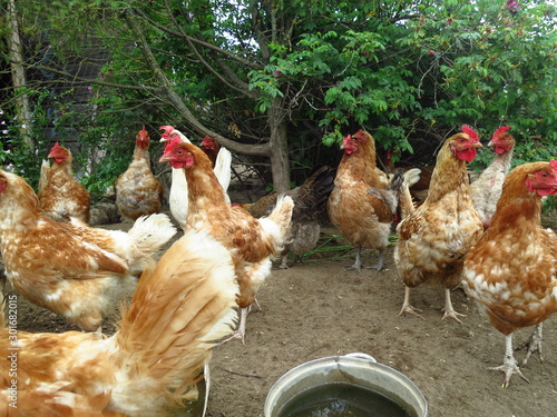 Portraits of domestic hens close-up. Brown Chicken at Home Yard