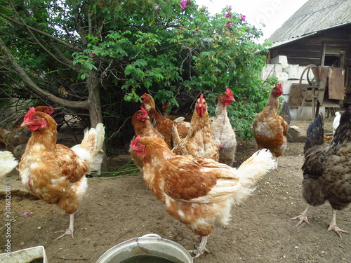 Portraits of domestic hens close-up. Brown Chicken at Home Yard
