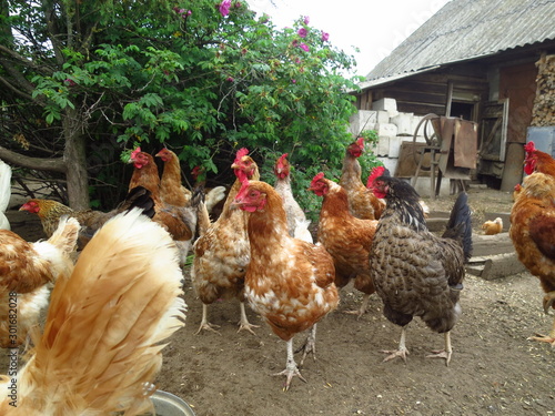 Portraits of domestic hens close-up. Brown Chicken at Home Yard