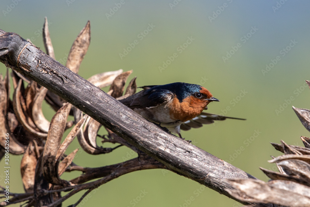 Welcome Swallow in Australasia Welcome Swallow in Australasia