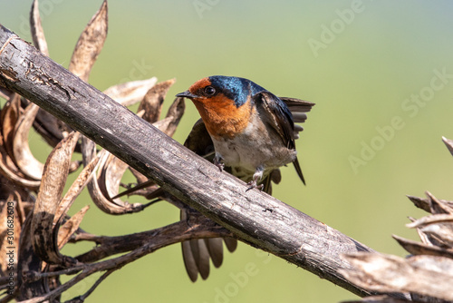 Welcome Swallow in Australasia