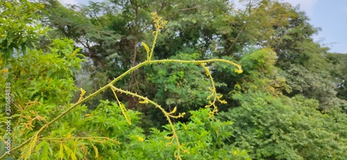 green moss on the tree