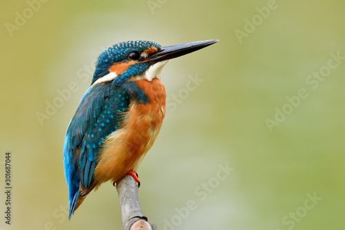 Little fat blue bird sitting on thin white branch in quiet moment, male of Common Kingfisher in soft light and fine green background photo