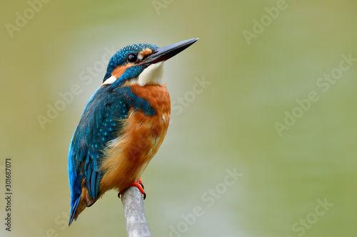 Little strong fat blue and brown bird with sharp eyes and beaks perching proud on wooden stick over soft environment, Common Kingfisher © prin79