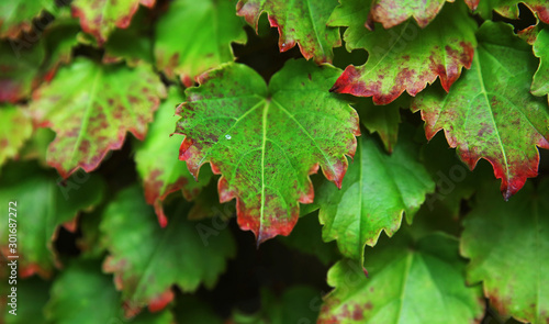 fall leaves