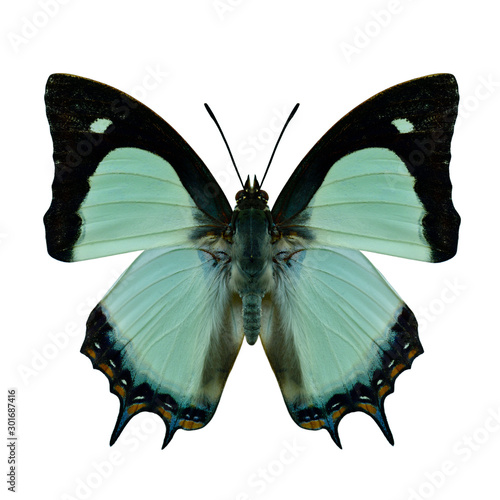 Wide green shade wing butterfly hindwing view in natural color profile isolated on white background with fully wing sweeping, Indian Yellow Nawab or Polyura jalysus (Nymphalidae Charaxinae) photo