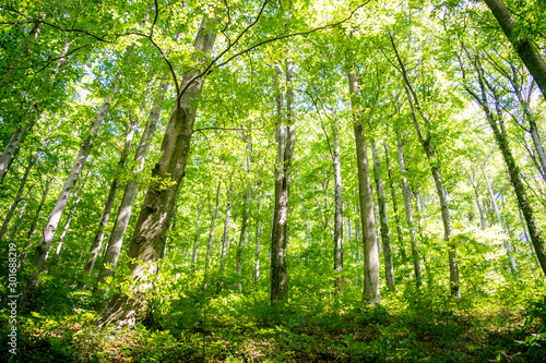 Tall Deciduous Trees in Forest of Medvednica (Mountain) - Zagreb, Croatia 