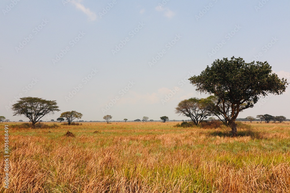 African Landscape