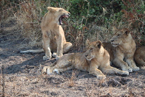 Lions Relaxing
