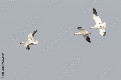 A Trio of Snow Geese Performing Aerobatics to Lose Altitude 