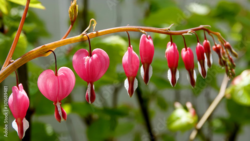 bleeding heart flower