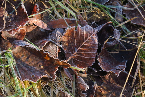 Frosted grass and leaves covered with rime. Winter background with copy space.