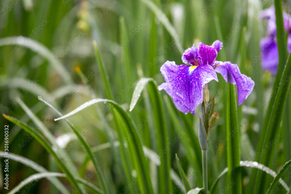 花菖蒲 初夏イメージ 花菖蒲 初夏イメージ