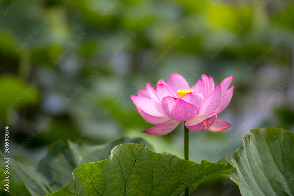 蓮の花　初夏イメージ