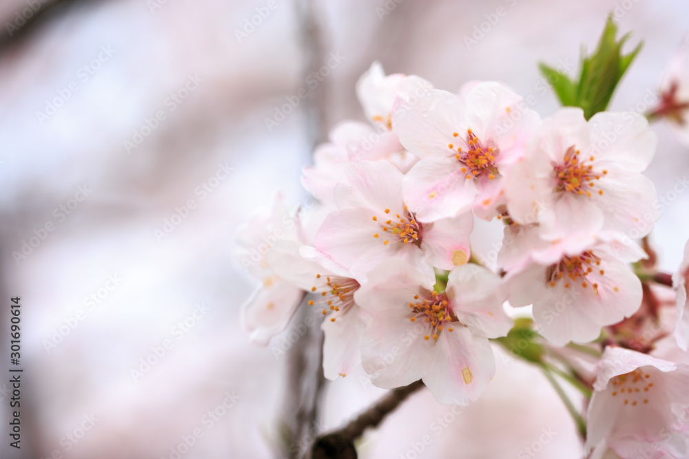 桜の花　春イメージ