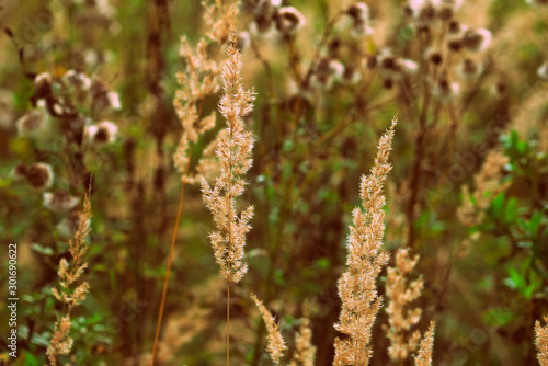 Dry grass in a meadow on an autumn day close-up. Retro style © Talulla