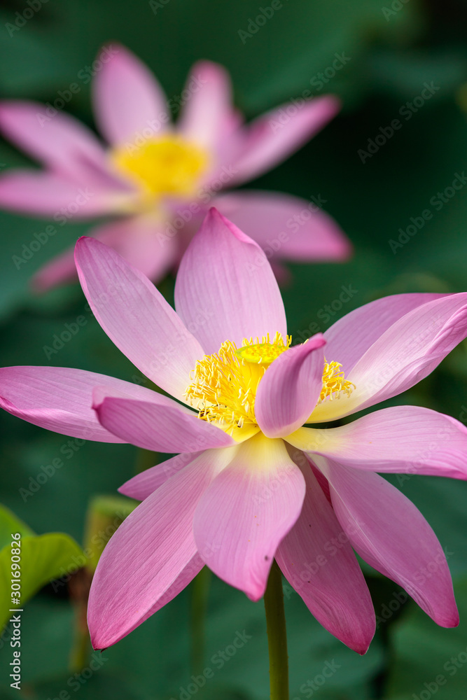 蓮の花　初夏イメージ